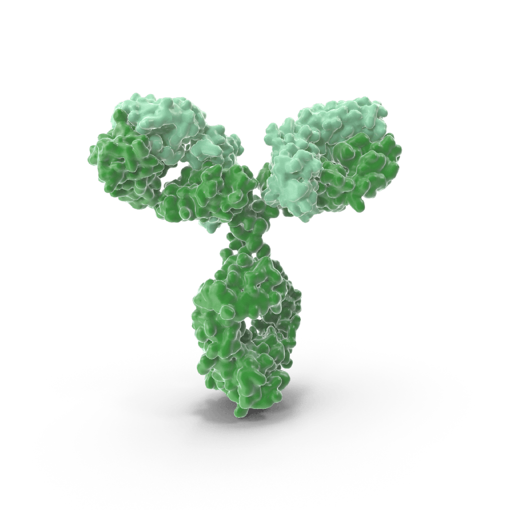 Recombinant Anti-CDK2 antibody (Mouse Monoclonal Antibody) - 100 μL