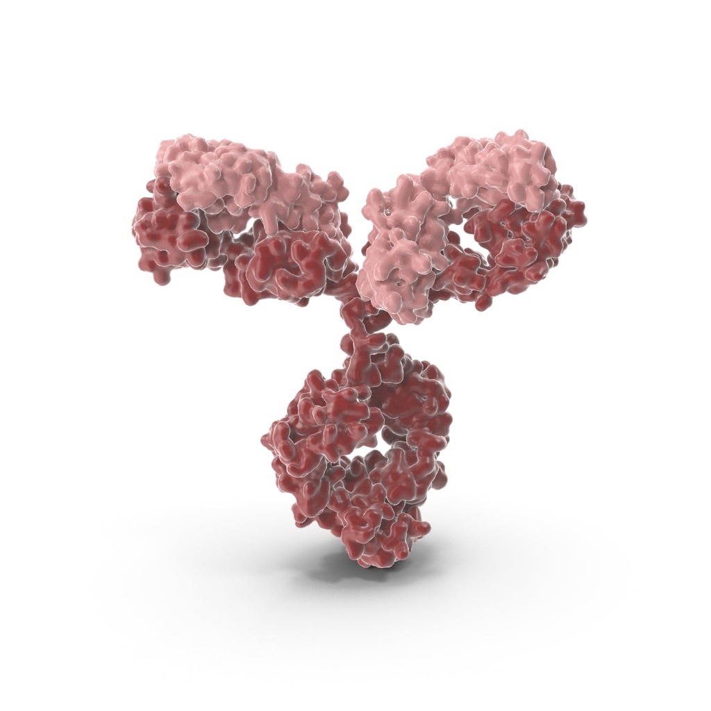 A2M Antibody  FITC conjugated   