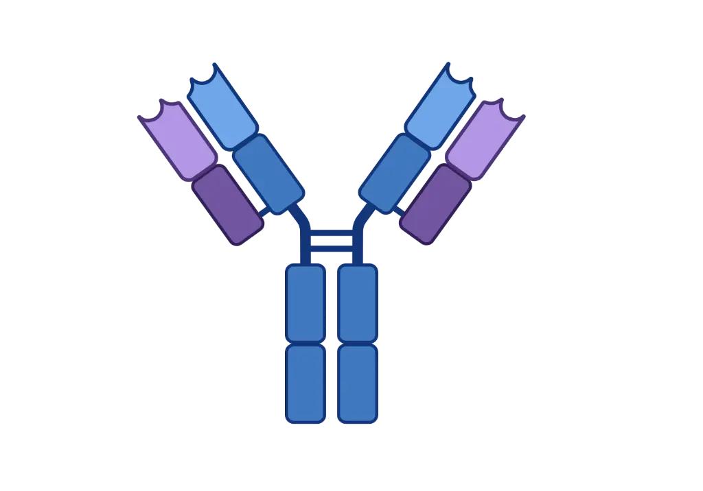 ALDH3A2 Monoclonal Antibody   