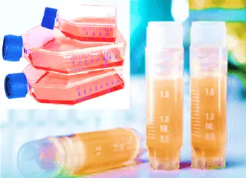 [CELL-SK-774] Human Preadipocytes – visceral