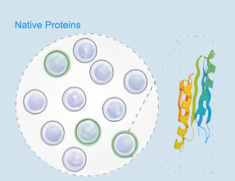 [ADY-704] Native LH Protein